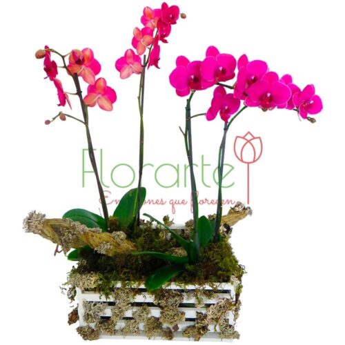 Orquídea del Bosque