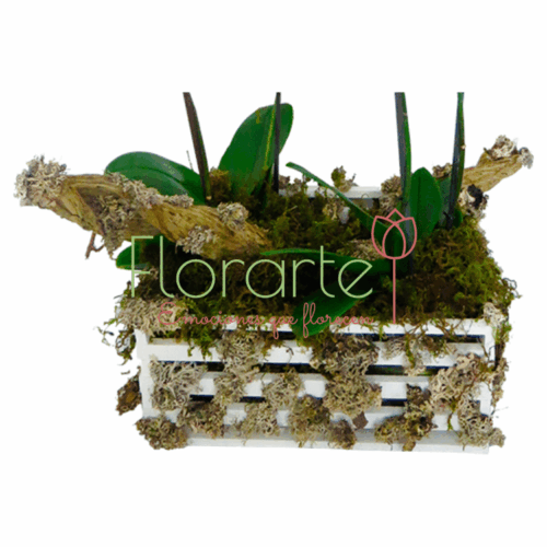 Orquídea del Bosque