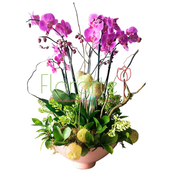 Orquídeas Luna Bella II