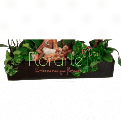 Pasión de Orquídeas Pasión de Orquídeas