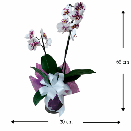 Pecas en la Espalda Pecas en la Espalda