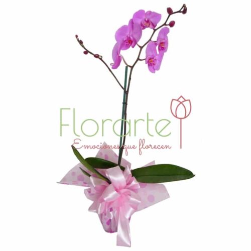 Antojo de Orquídeas