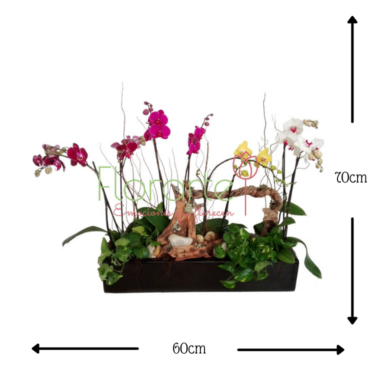 Pasión de Orquídeas