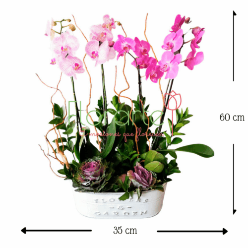 Orquídeas Tu y Yo Orquídeas Tu y Yo