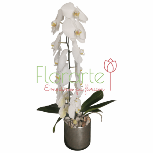 Orquídea Polanco Orquídea Polanco