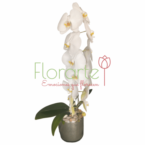 Orquídea Polanco Orquídea Polanco