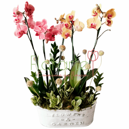 Rincón de Orquídeas