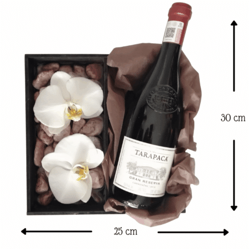 Tarapaca Phalenopsis Tarapaca Phalenopsis