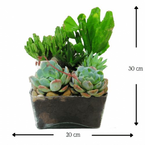 Terrario Jardín Cactaceas y Suculentas